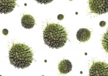 HPV vírus